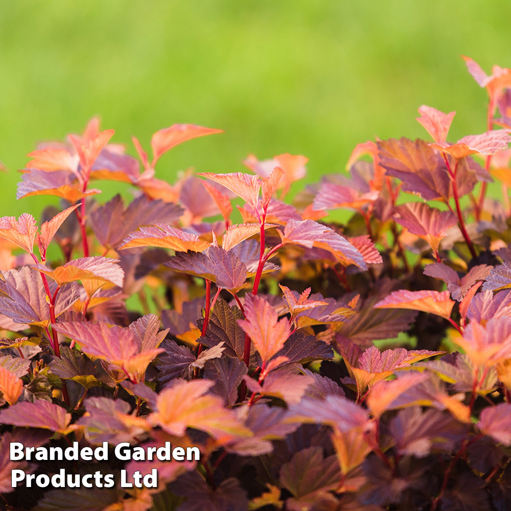 Physocarpus opulifolius 'Little Angel' image