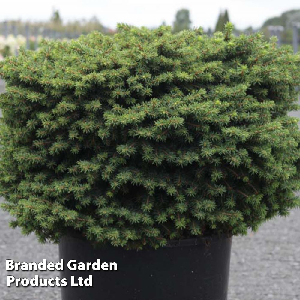 Picea abies 'Little Gem' image