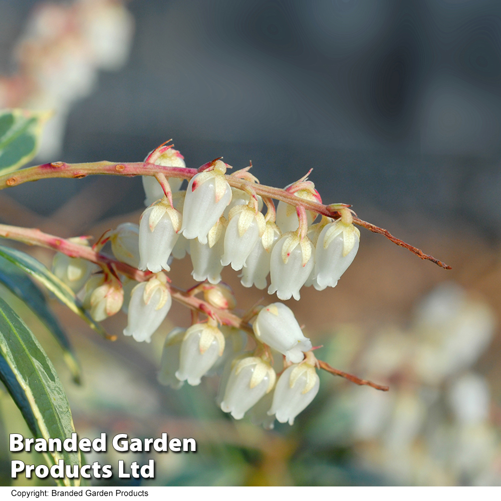 Pieris 'Flaming Silver' image