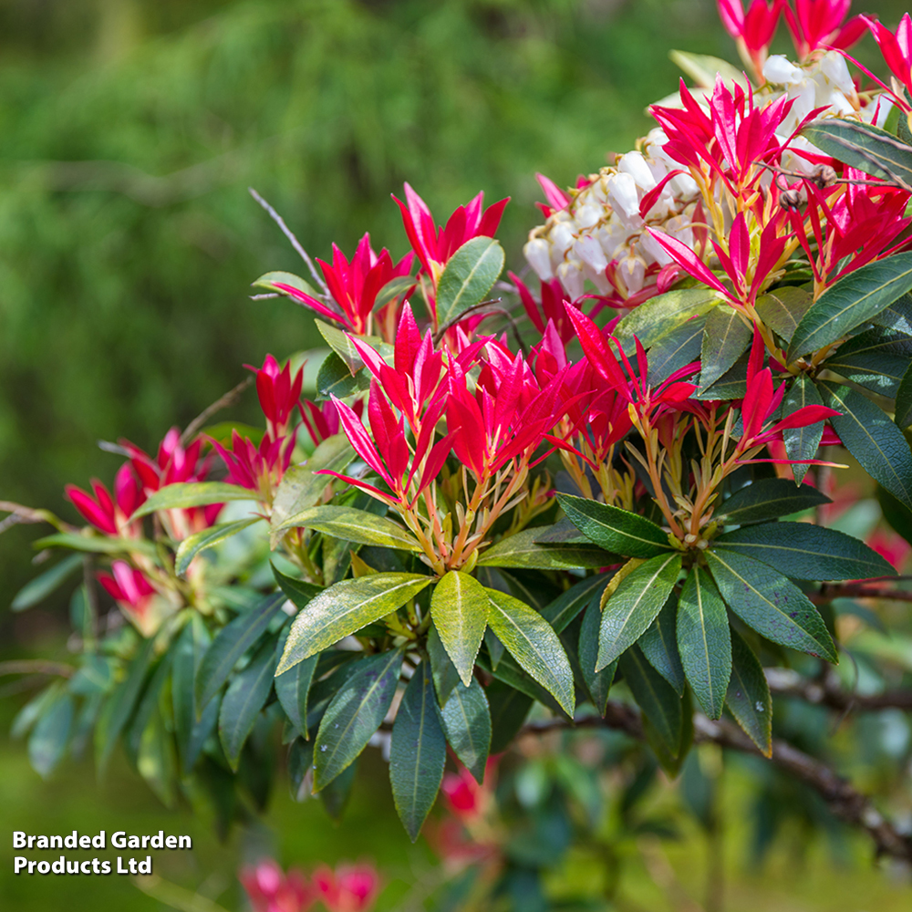 Pieris japonica image