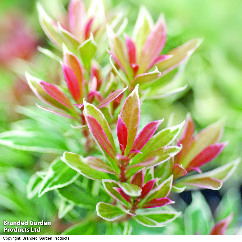 Pieris japonica 'Little Heath' image