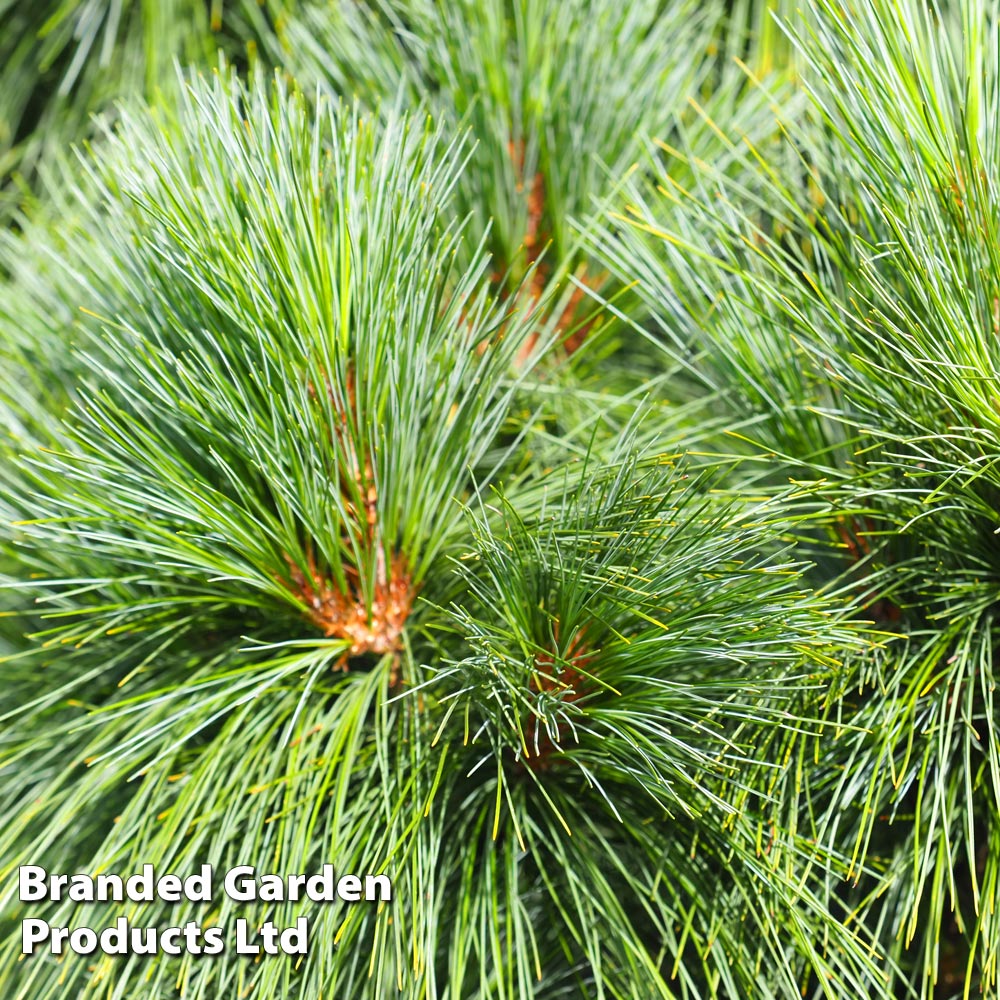 Pinus strobus 'Blue Shag' image