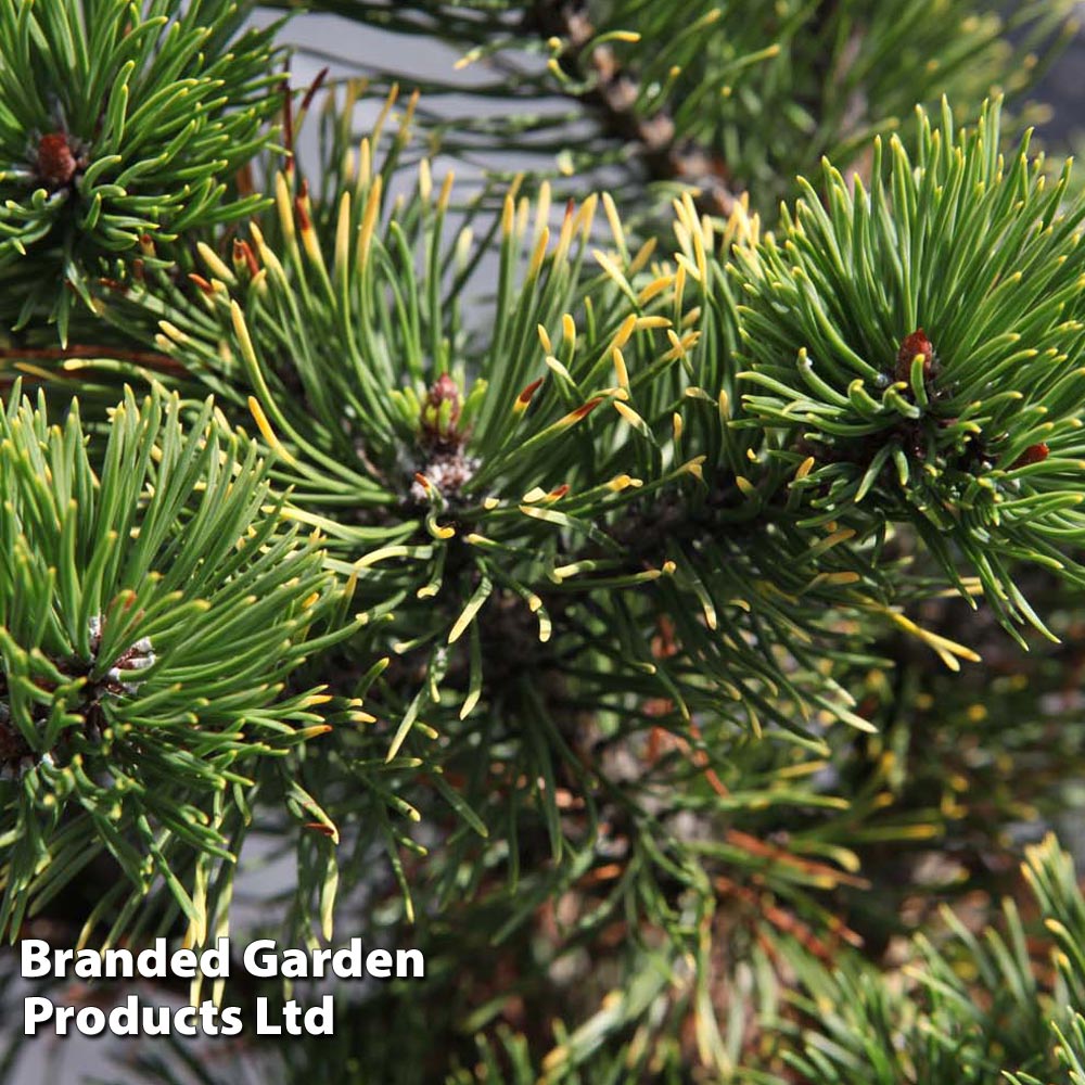 Pinus mugo 'Carsten's Wintergold' image