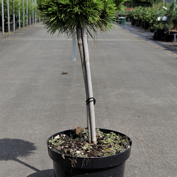 Pinus densiflora 'Low Glow' image