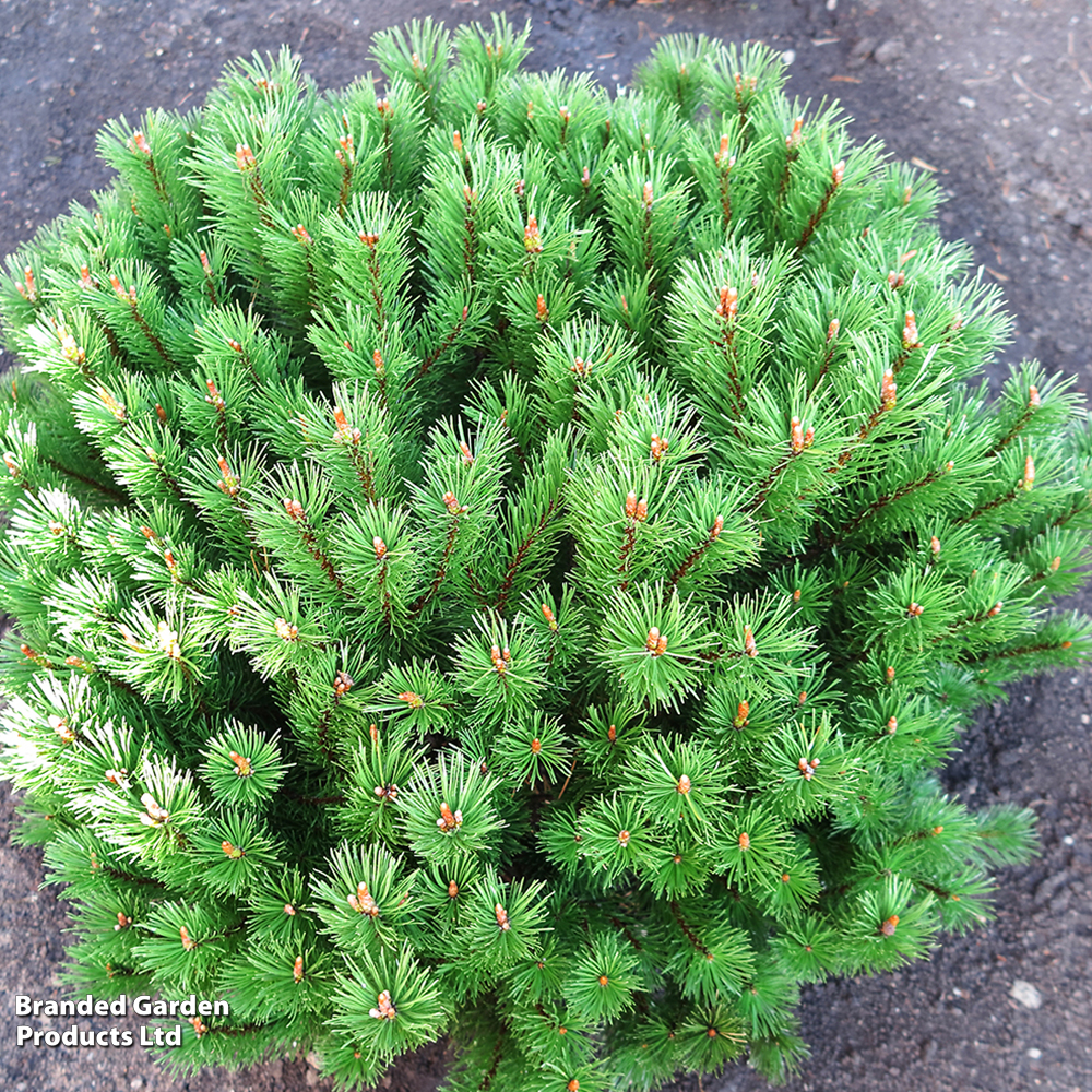 Pinus mugo 'Mops' image