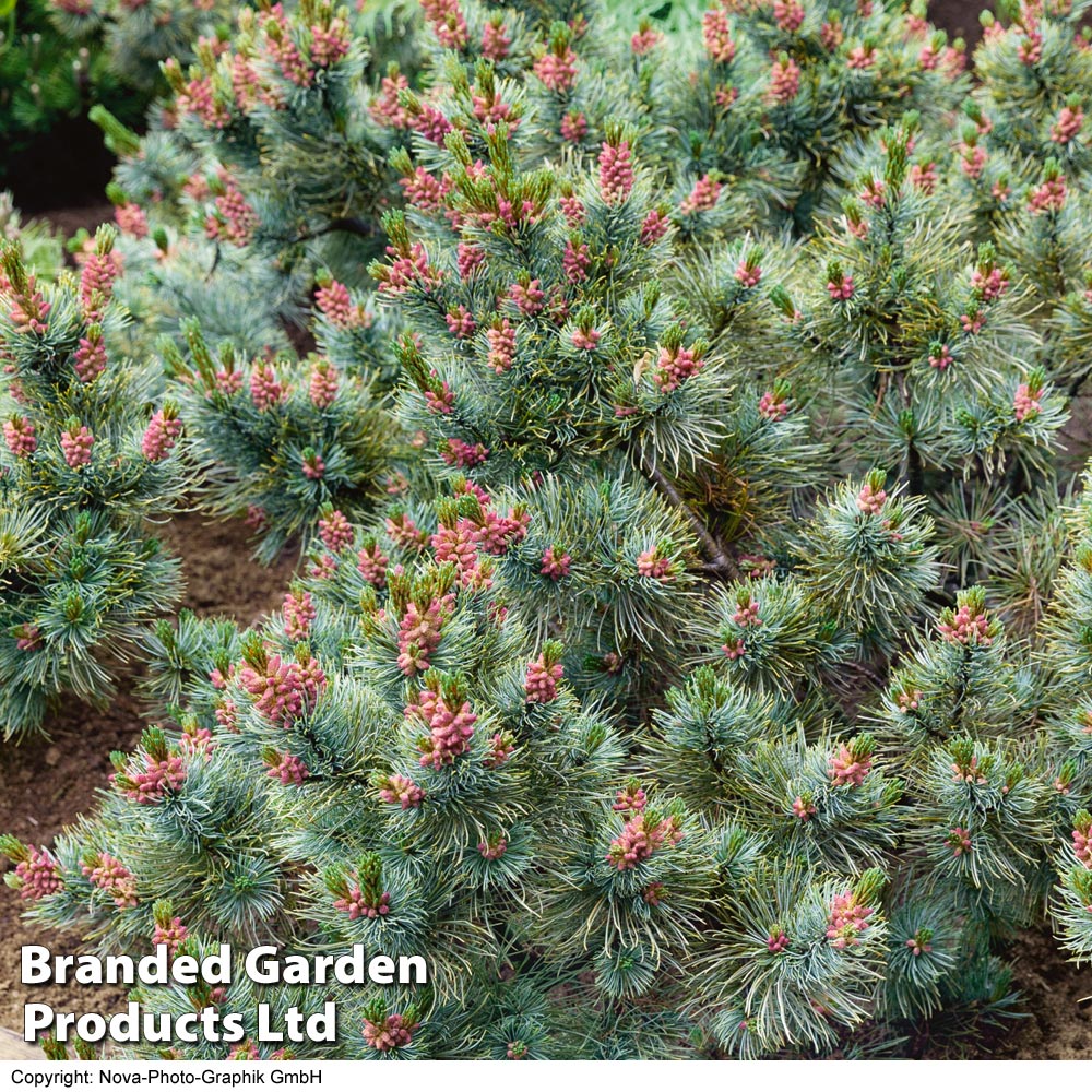 Pinus pumila 'Glauca' image