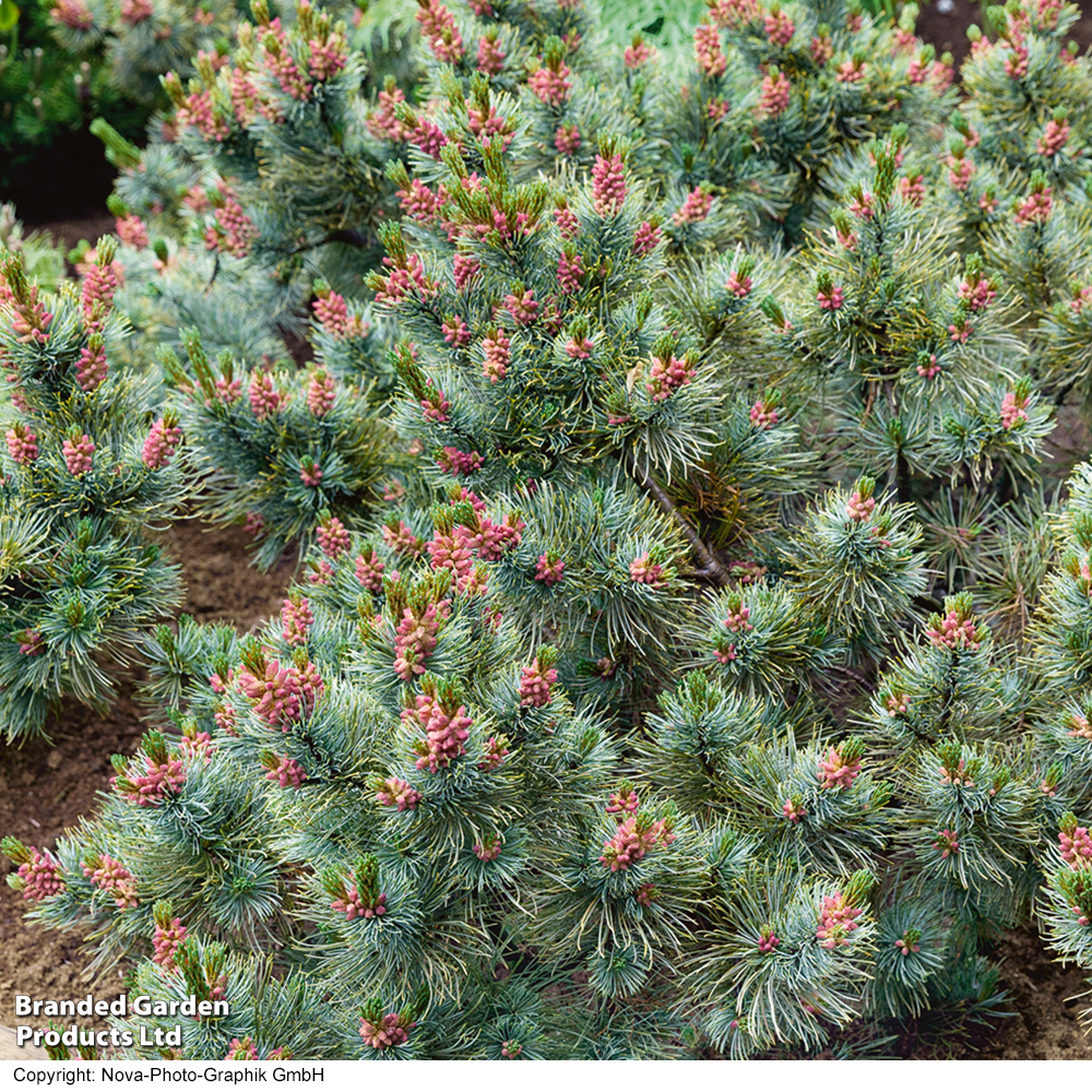 Pinus parviflora 'Glauca' image