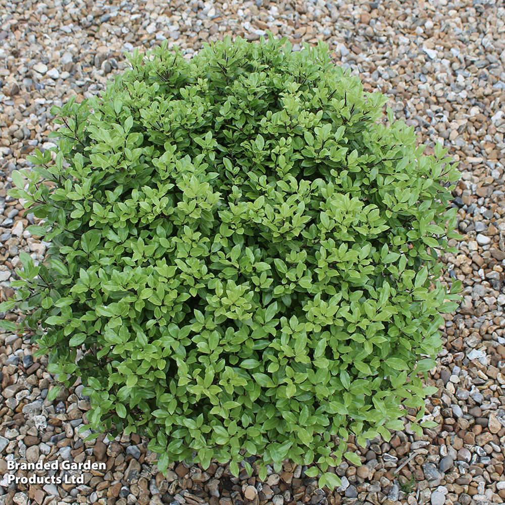 Pittosporum tenuifolium 'Beach Ball' image