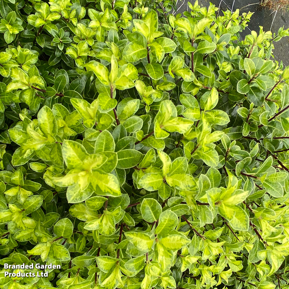 Pittosporum tenuifolium 'Golden Ball' image