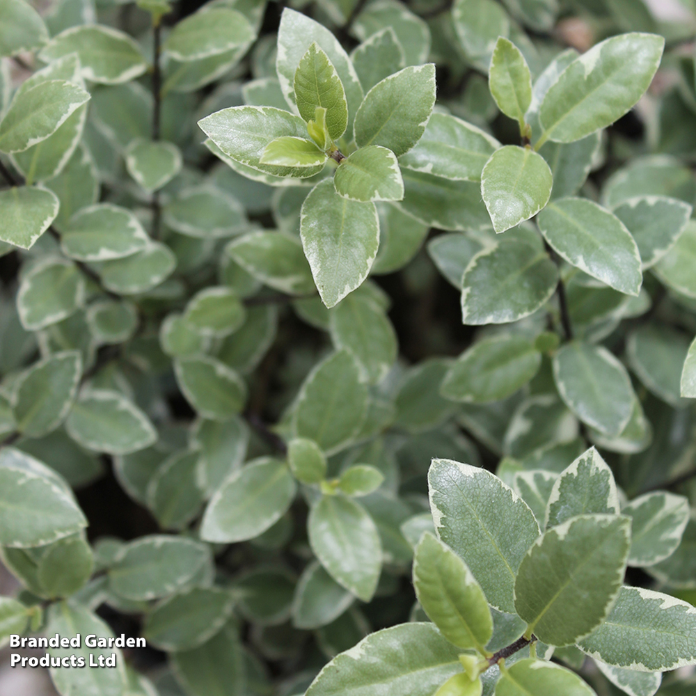 Pittosporum tenuifolium 'Silver Ball' image