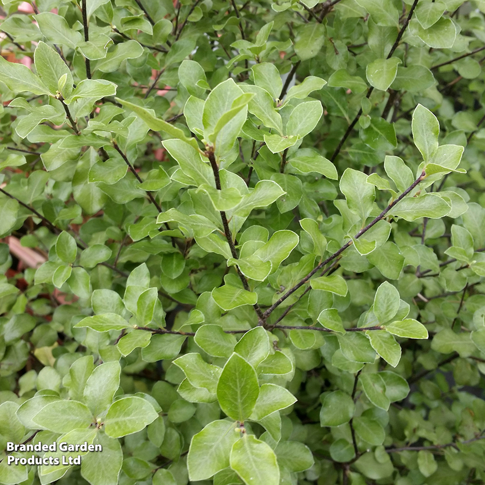 Pittosporum tenuifolium 'Wrinkled Blue' image