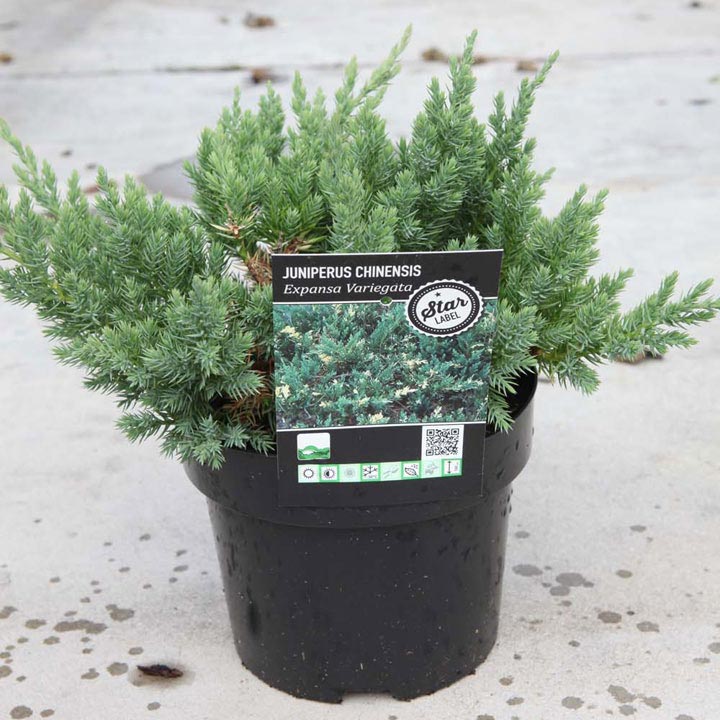 Juniperus chinensis Plant - 'Expansa Variegata' | Dobies