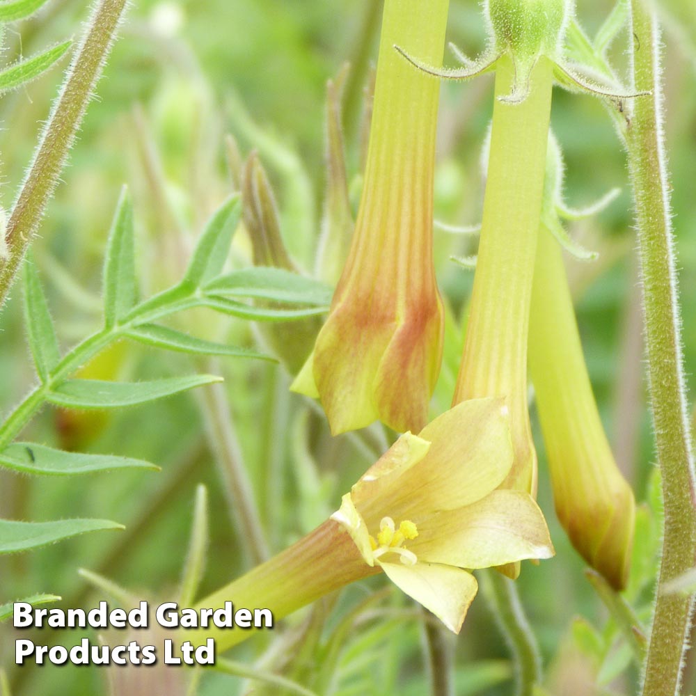 Polemonium pauciflorum 'Sulphur Trumpets' image