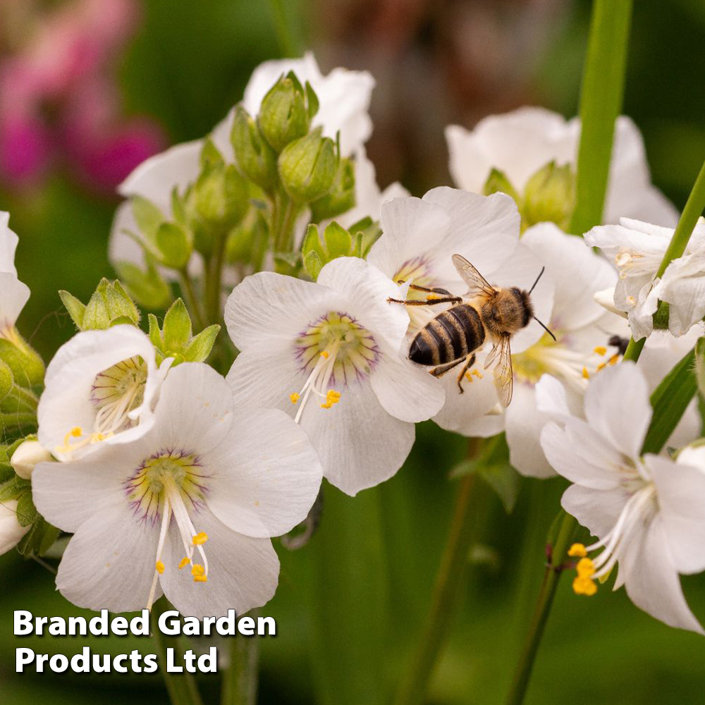 Polemonium caeruleum 'Album' image