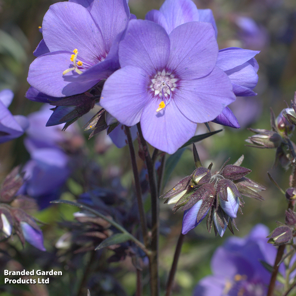 Polemonium yezoense var. hidakanum 'Bressingham Purple' image