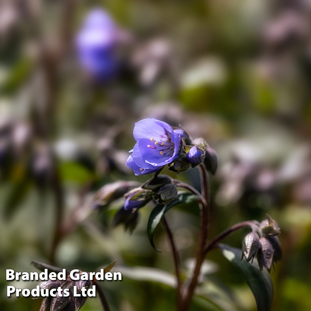 Polemonium 'Heaven Scent' image