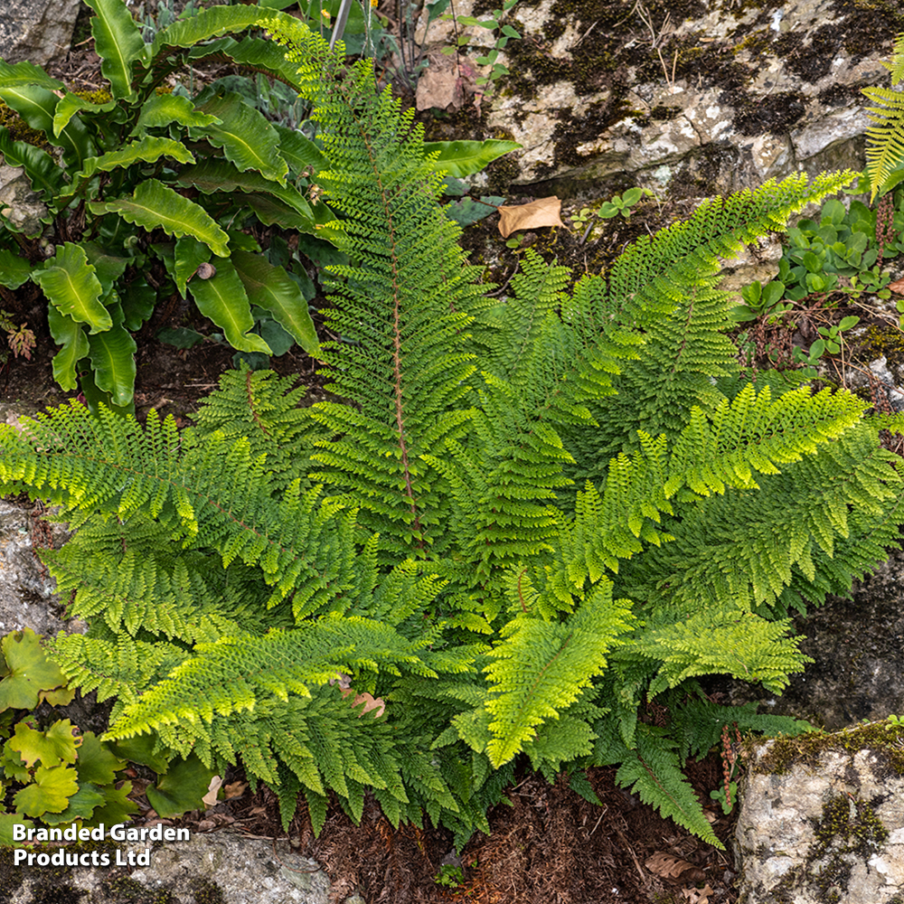 Polystichum proliferum image