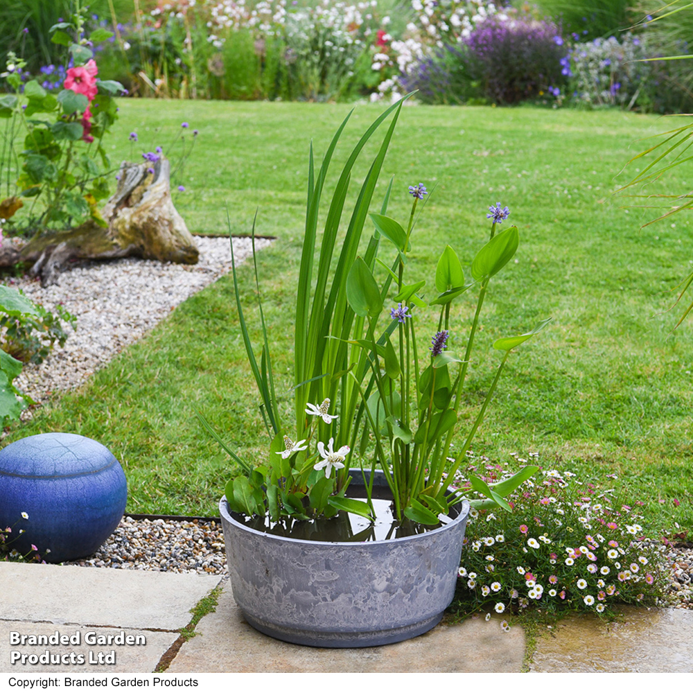 Flowering Pond Kit image