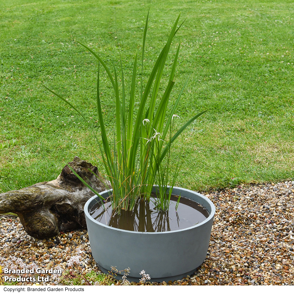 Insects Pond Kit image