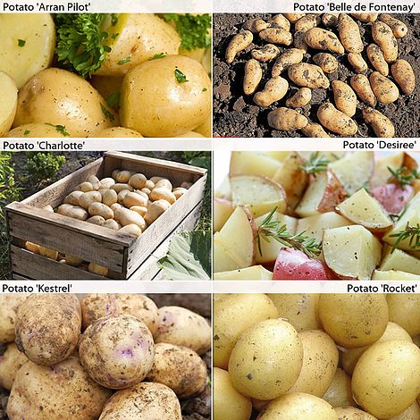 Potato 'Customer Favourites Collection' image