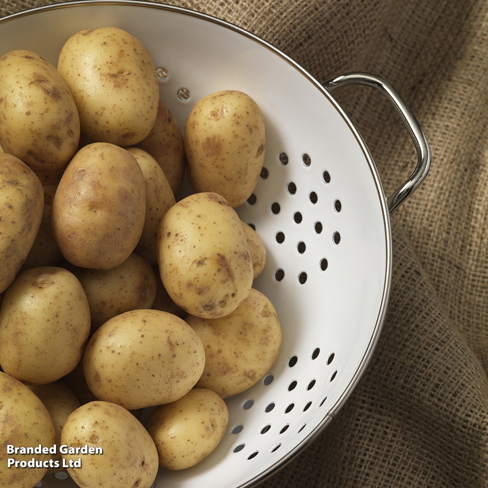 Potato 'Caledonian Pearl' image