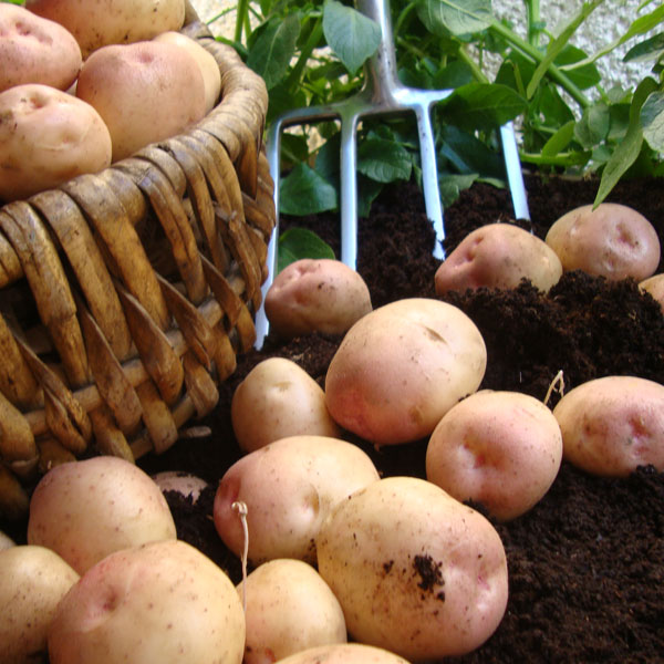 Potato 'Kerrs Pink' image