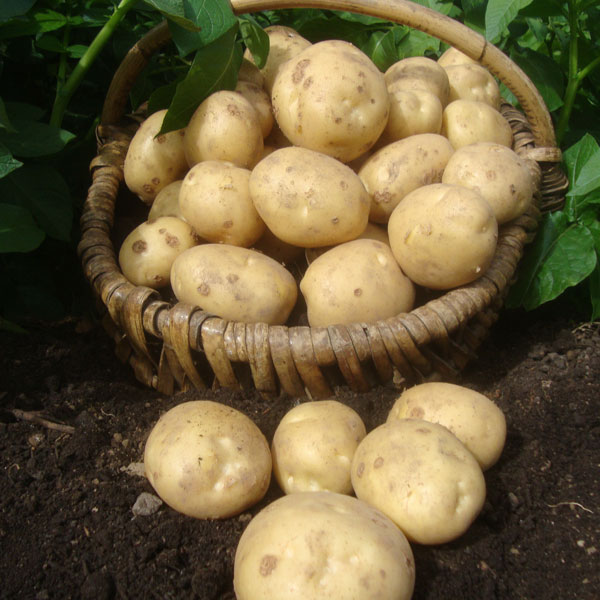 Potato 'Marfona' image