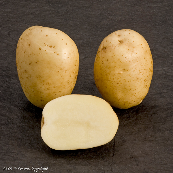 Potato McCain 'Premiere' image