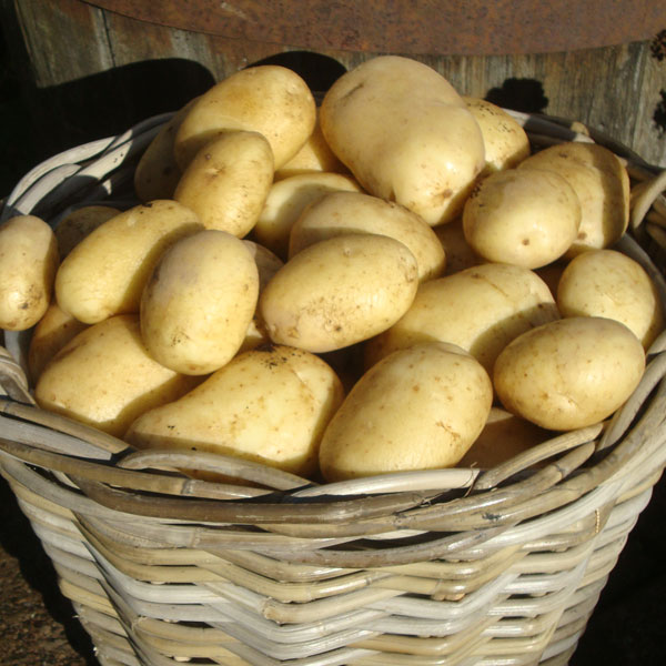 Potato 'Wilja' image