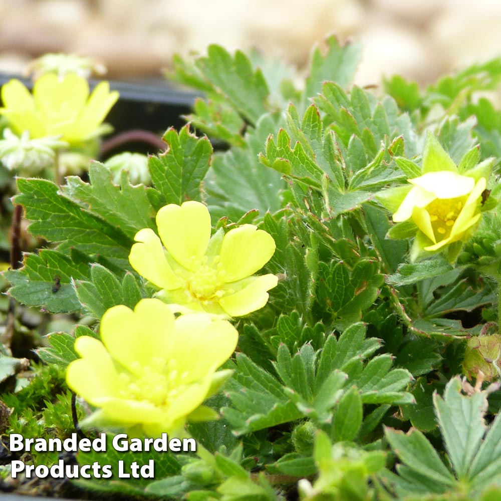 Potentilla neumanniana image