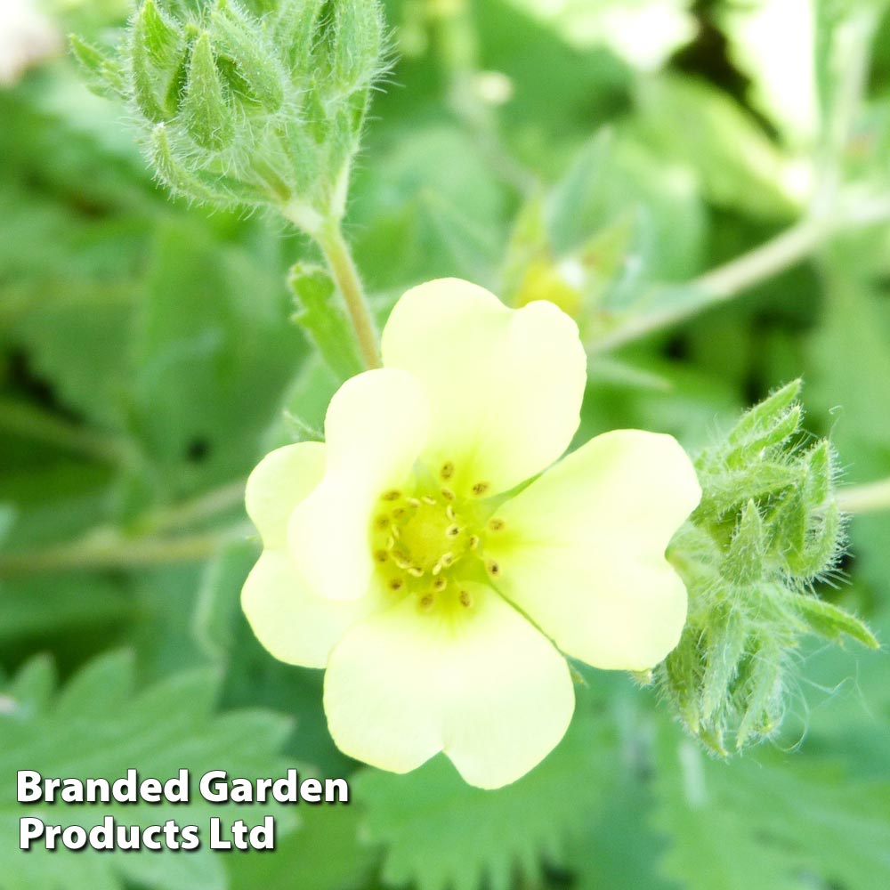 Potentilla recta 'Warrenii' image