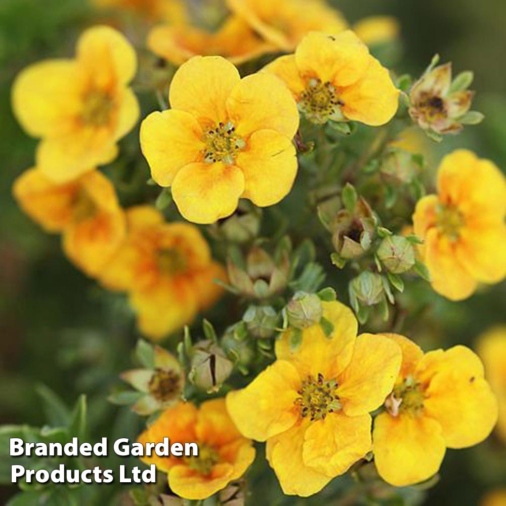 Potentilla fruticosa 'Mango Tango' image