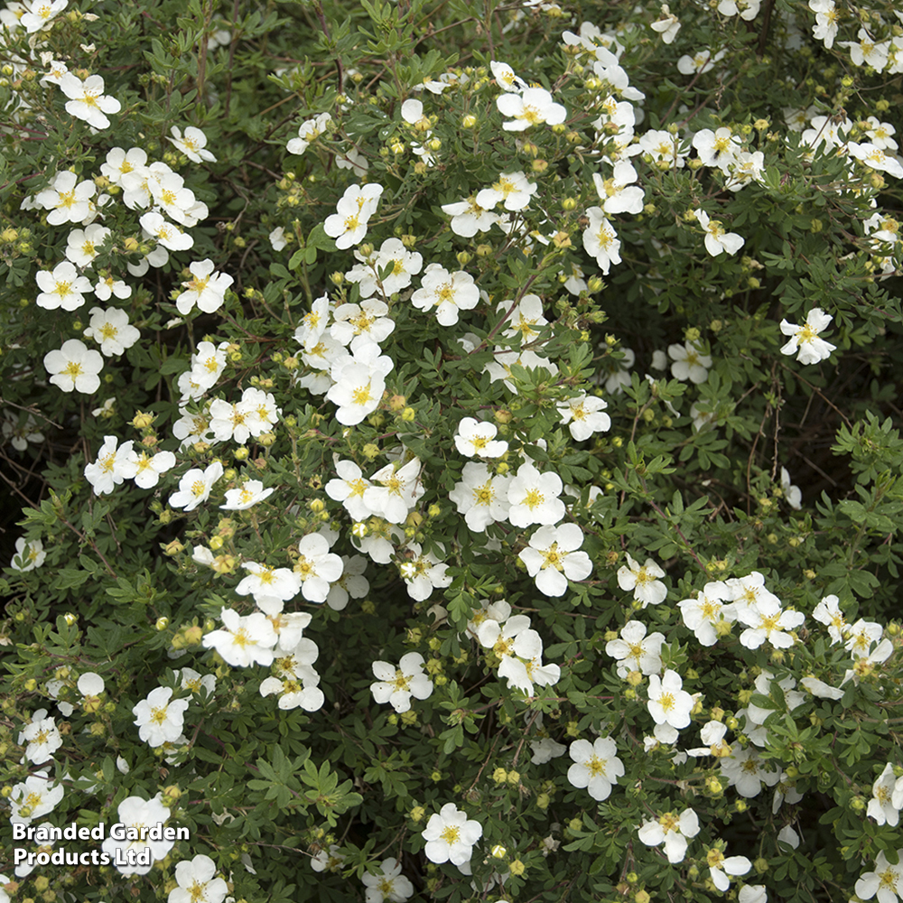 Potentilla fruticosa 'Abbotswood' image