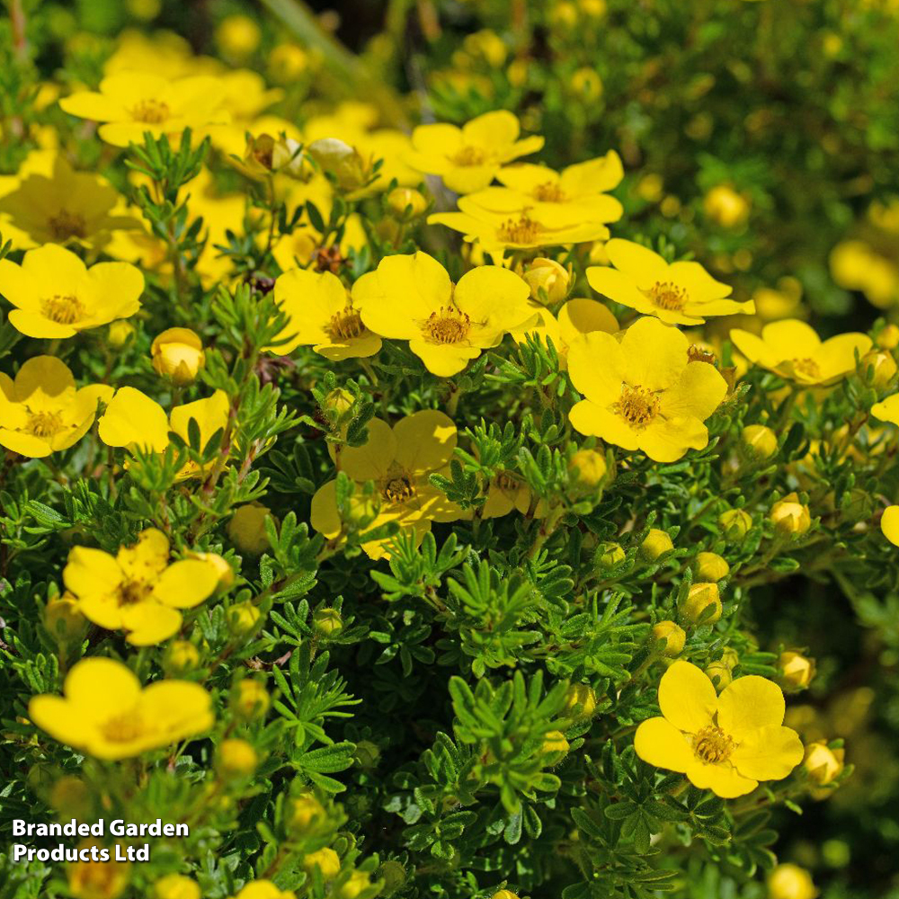 Potentilla fruticosa 'Bella Lindsey' image