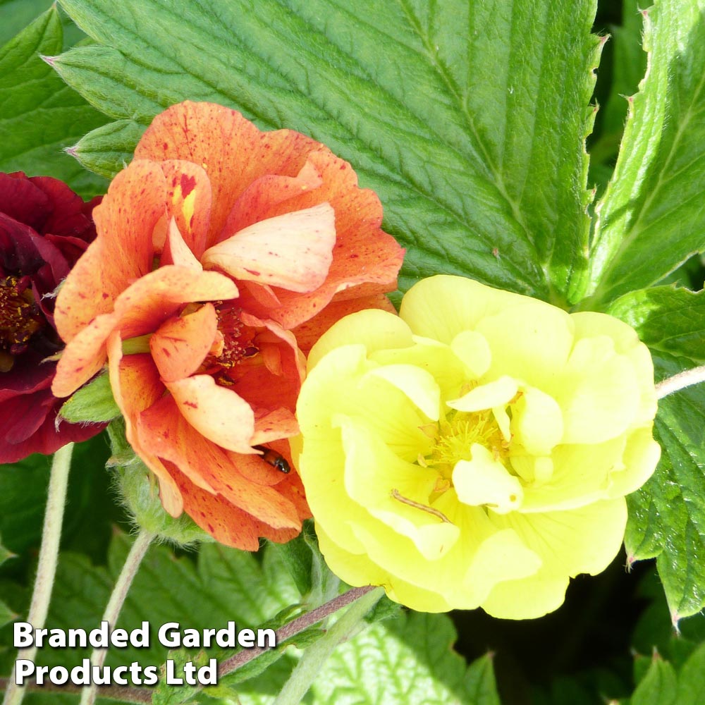 Potentilla atrosanguinea 'Fireball' image