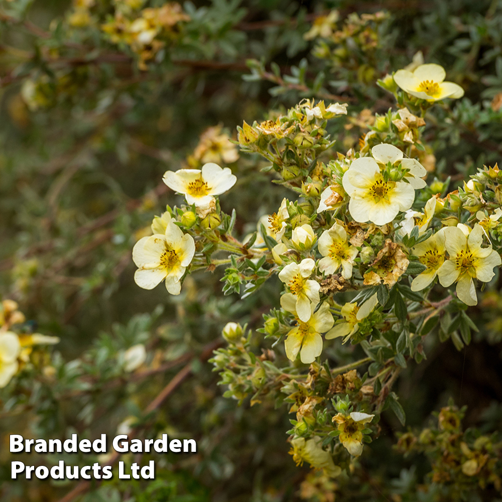 Potentilla fruticosa 'Lemon Meringue' First Editions image