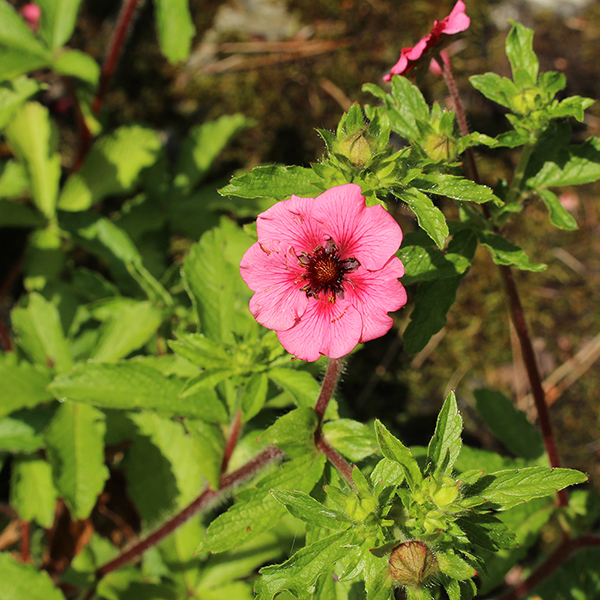 Potentilla nepalensis 'Miss Wilmott' image