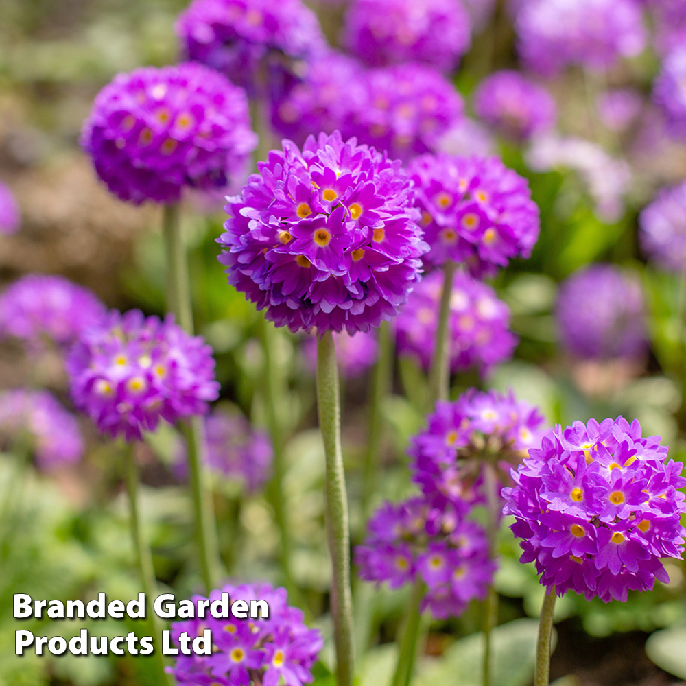 Primula denticulata 'Blue' at Dobies