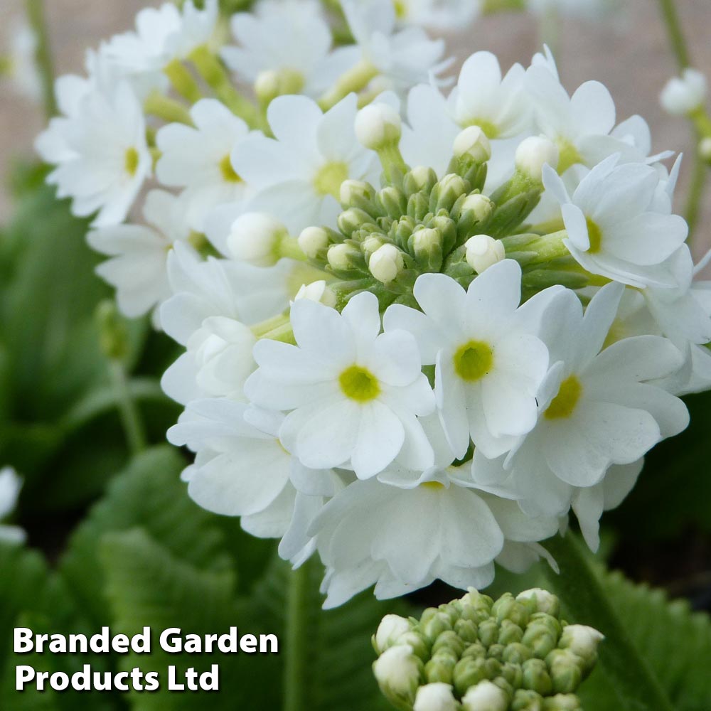 Primula denticulata 'White' image