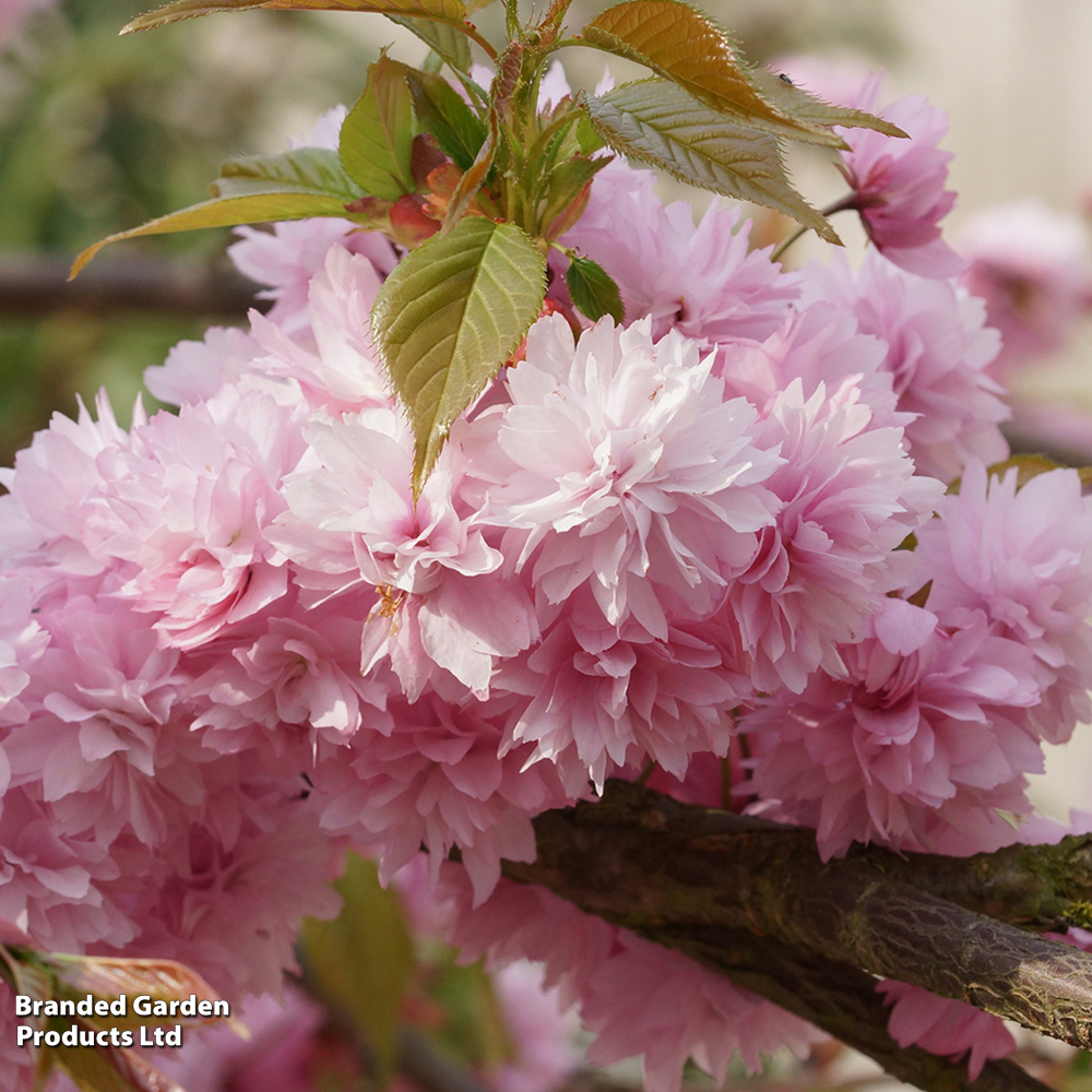 Prunus 'Kiku-shidare-zakura' image