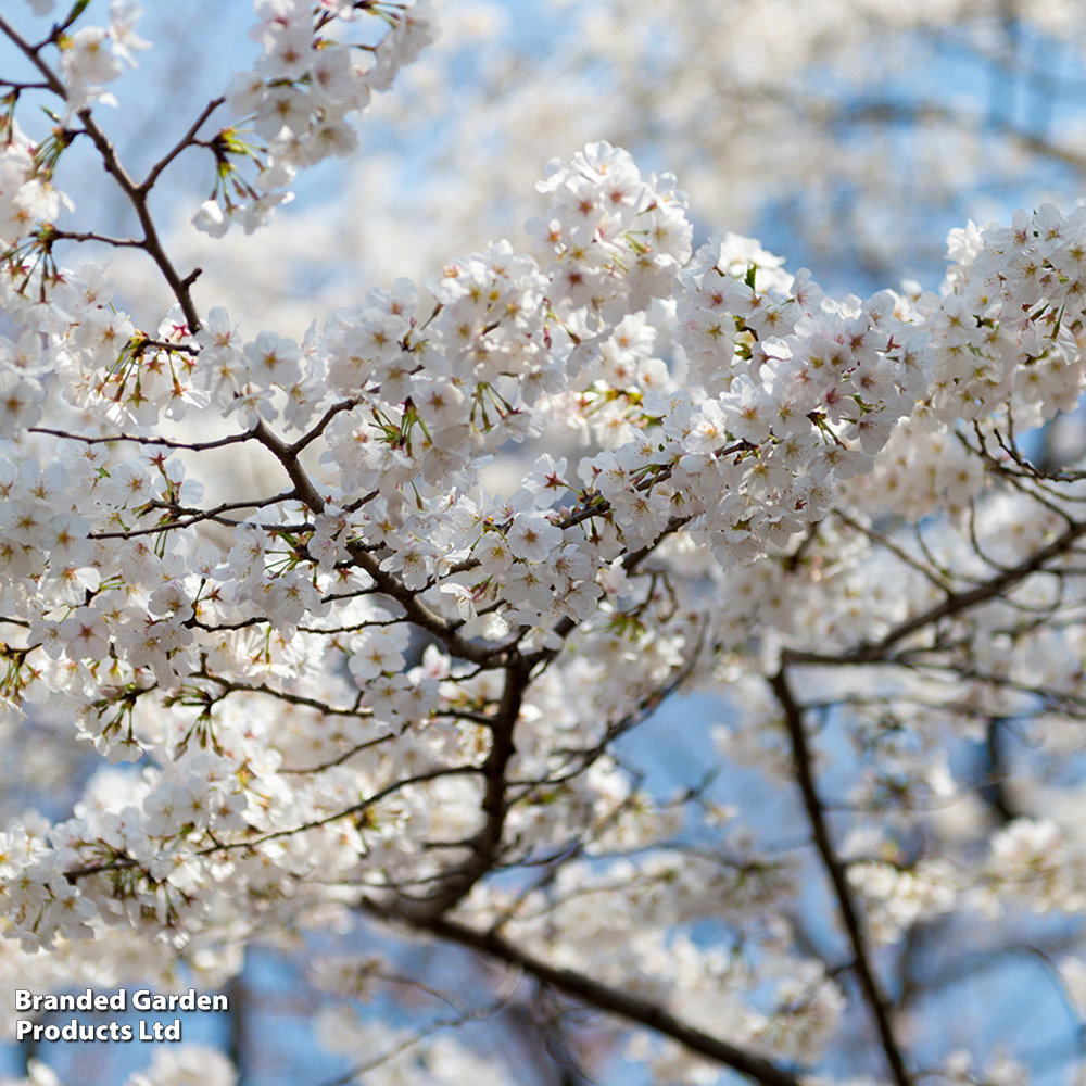 Prunus nipponica 'Brilliant' image