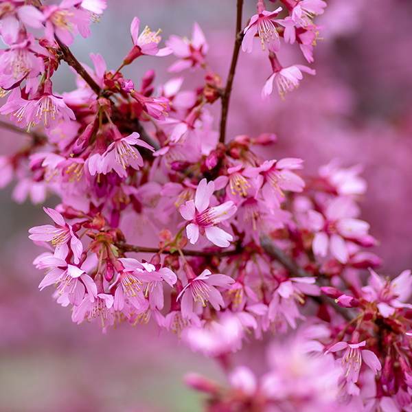 Prunus x incam 'Okamé' image