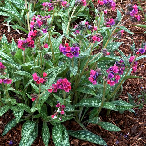 Pulmonaria 'Raspberry Splash' image