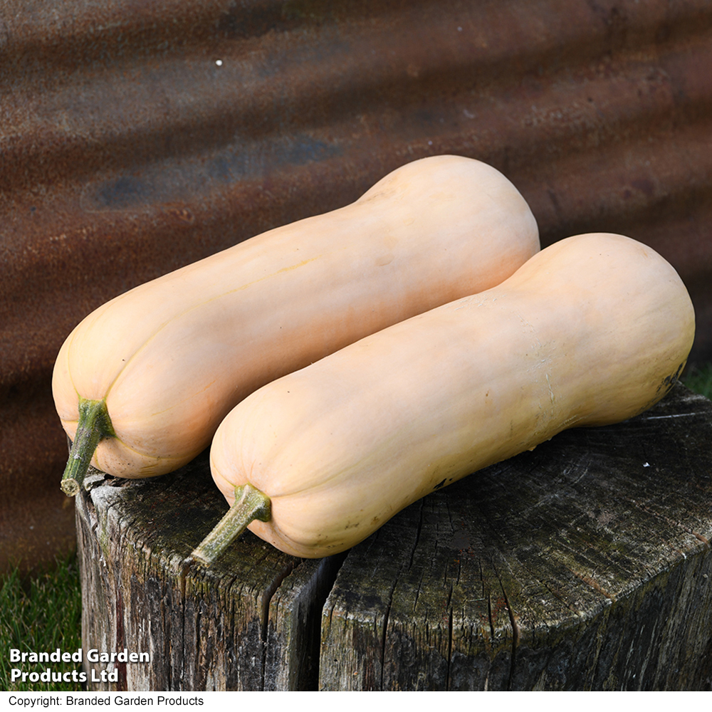 Butternut Squash 'Betternut' F1 - Seeds image