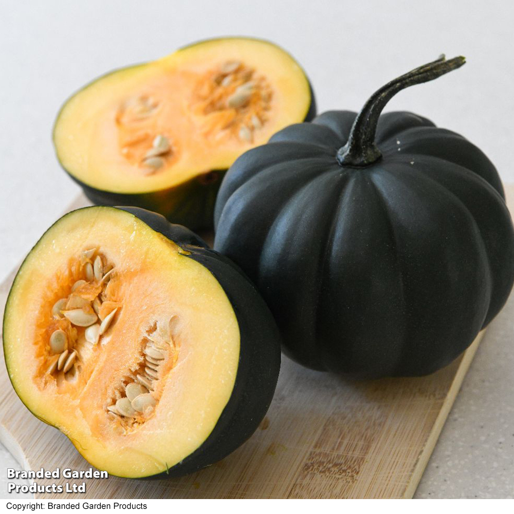 Squash 'Midnight' F1 (Winter) - Seeds image