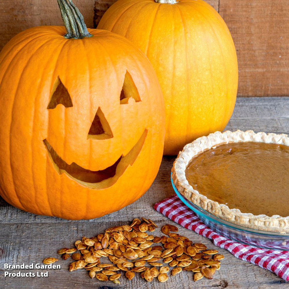 Pumpkin 'Triple Treat' - Seeds image