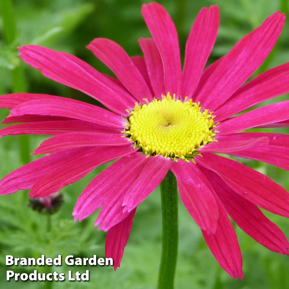 Pyrethrum coccineum 'James Kelway' image