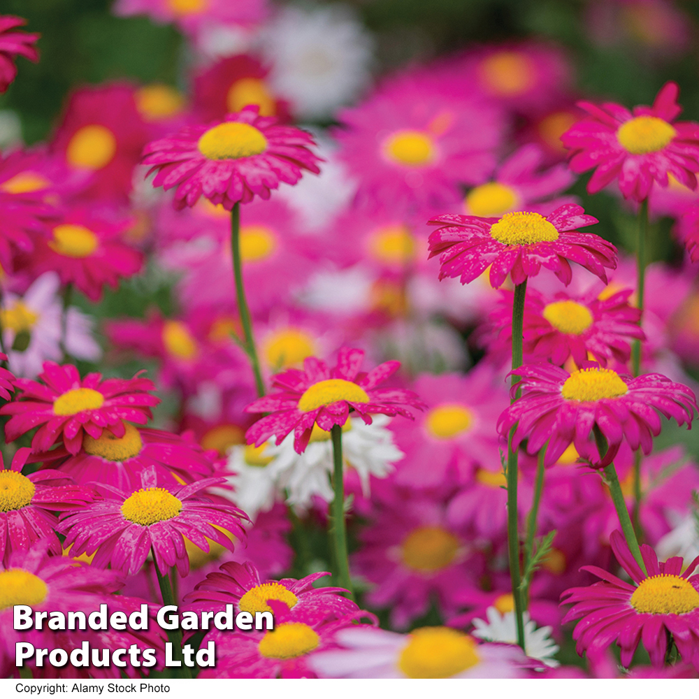 Tanacetum coccineum 'Single Mixed' image