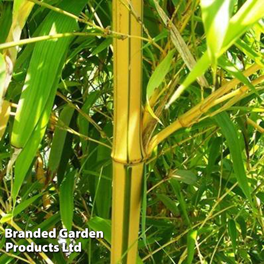 Phyllostachys aureosulcata 'Spectabilis' image