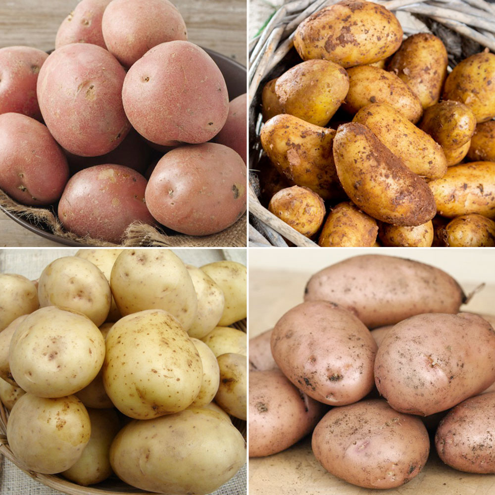 Potato Collection Blight Resisters image